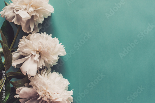 Fresh peony white flowers with paper frame close up, copy space on blue background forinvitation, flat lay photo