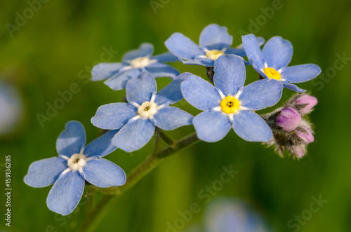 Forget-me-not-flower in the spring