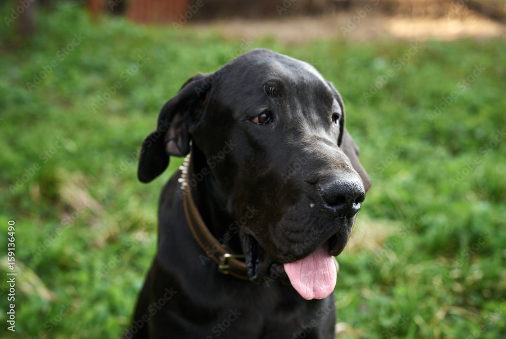 A dog on a walk, a beautiful dog outdoors in the grass