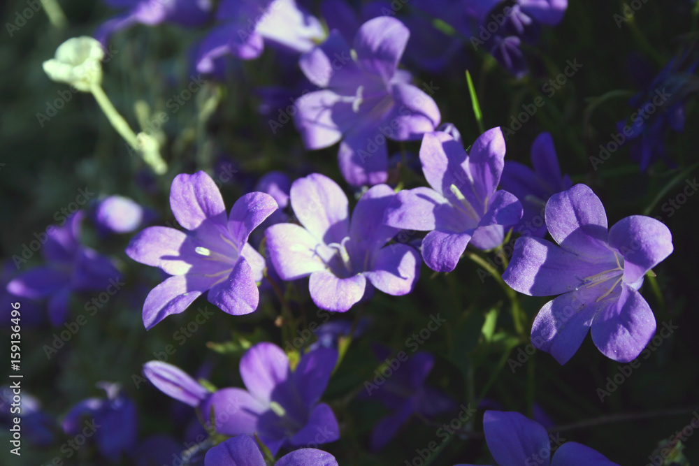 beatifull purple flowers beatifull purple flowers