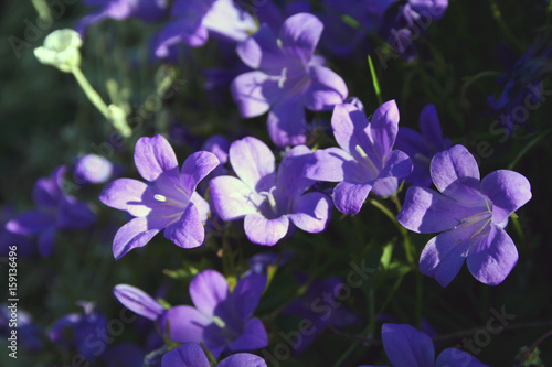 beatifull purple flowers © Marius