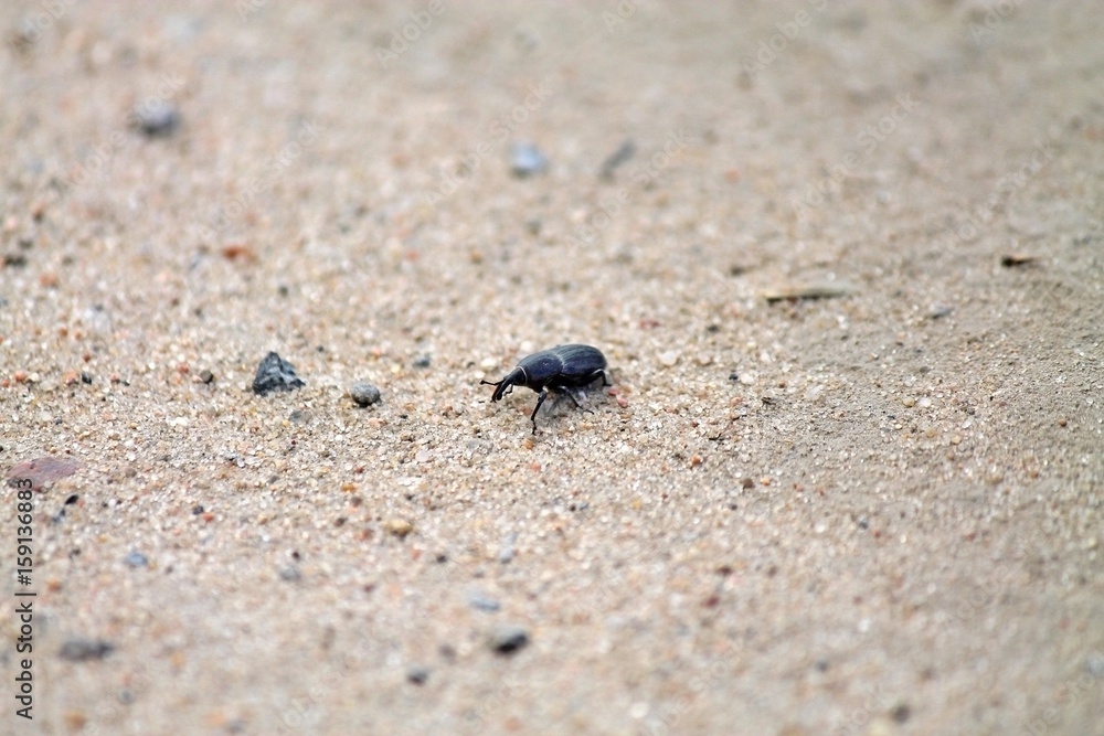 black beetle, weevil, running on the sand closeup black beetle, weevil, running on the sand closeup