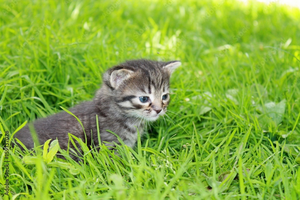 fluffy tabby kitten walks in the grass