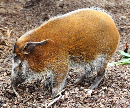 Brush pork ear  (Potamochoerus porcus)
