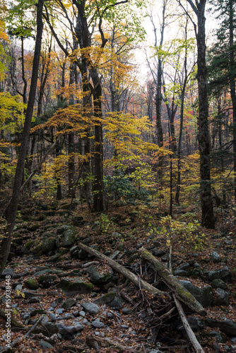 Smokey Mountains 