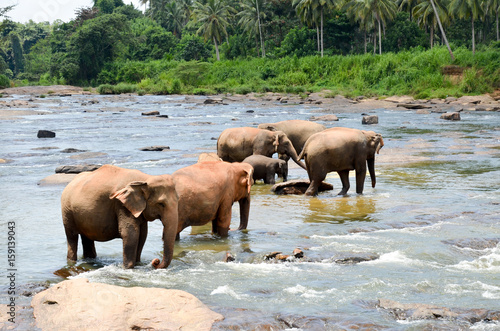 Elephants bathing in the river. National park. Pinnawala Elephant Orphanage. Sri Lanka,beautiful sky and elephants by the river with green palms. © Alex