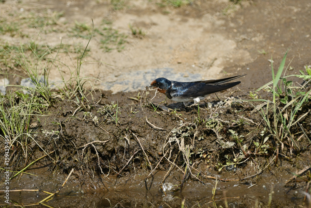 Obraz premium 地面のツバメ