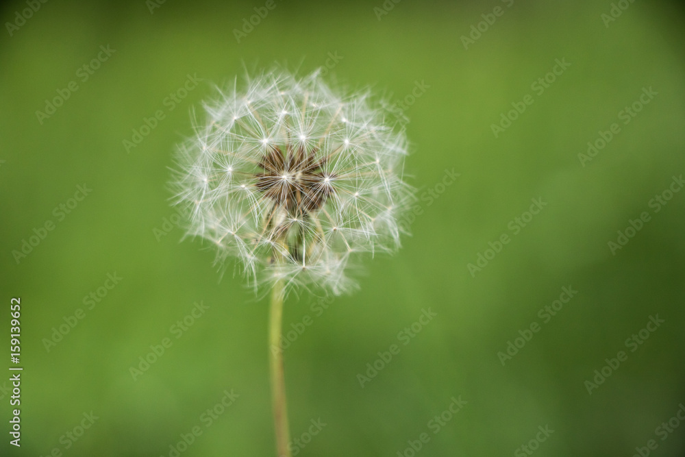 Dandelion Close Up
