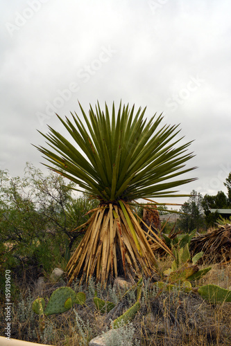 Palm Vertical/Spanish Dagger Yucca