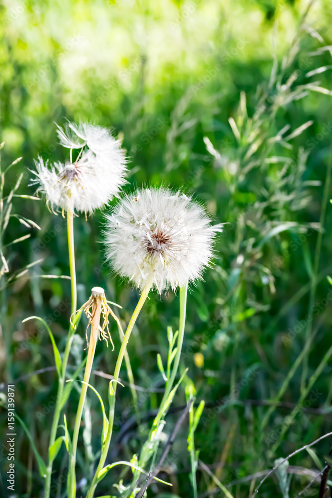 Fototapeta premium Picture of the white blowballs in a green summer meadow in morning sun light