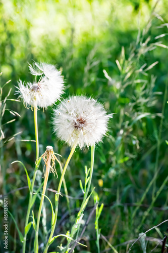 Picture of the white blowballs in a green summer meadow in morning sun light