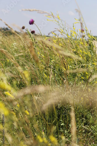 Wild Country, Thistle, Alfa, on the Old Farm Land, Land Of Coop Co.