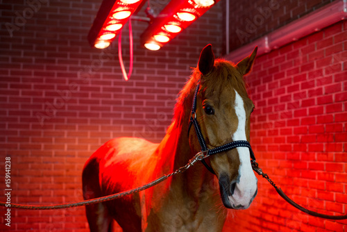 Bayard in special solarium for horses at the time of procedure