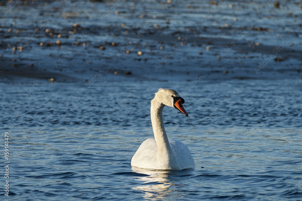 Mute swan late afternoon
