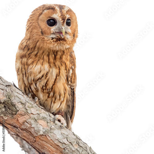 Happy tawny owl (Strix aluco) over white background