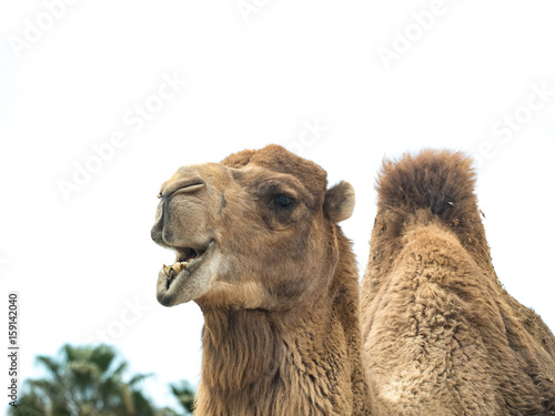 Two-humped camel (Camelus bactrianus) with funny expression isolated on white background