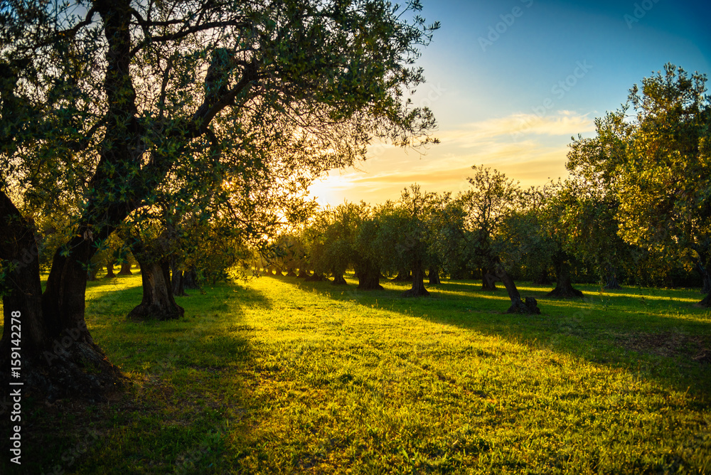 Olive trees at sunset light in Tuscany