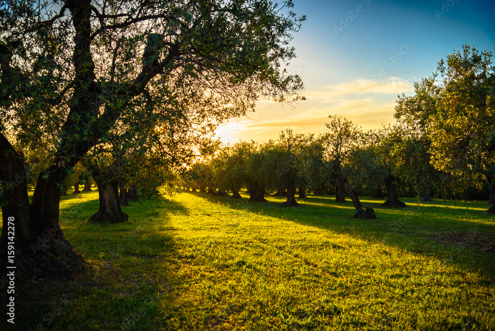 Olive trees at sunset light in Tuscany Olive trees at sunset light in Tuscany