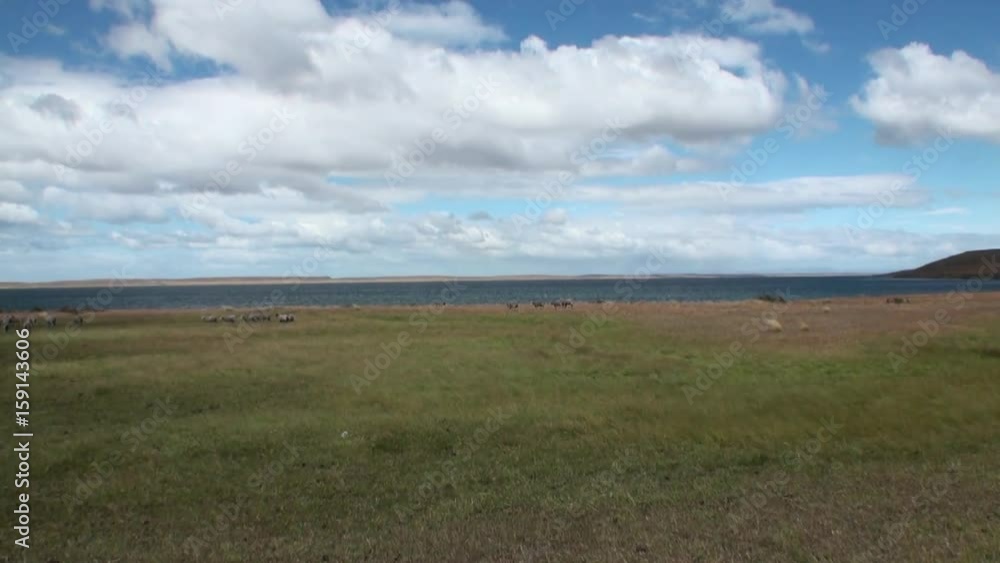 Mutton sheep jumbuck mammal animal on ocean coast of Patagonia. Pasture of herbivores in wildlife in Tierra del Fuego. Mutton sheep jumbuck mammal animal on ocean coast of Patagonia. Pasture of herbivores in wildlife in Tierra del Fuego.