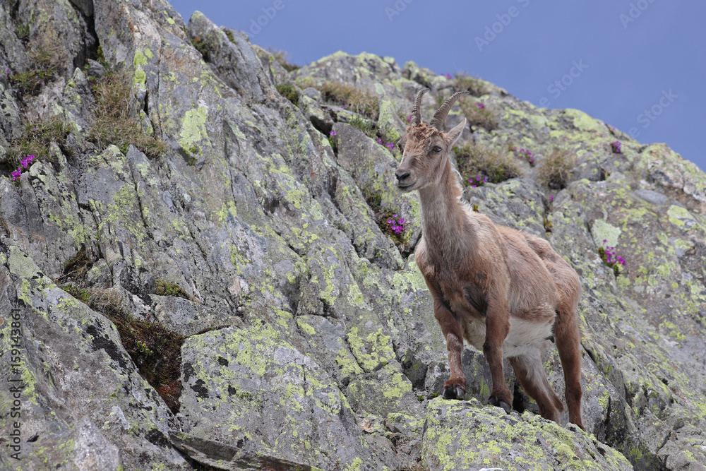 Ibex, Capra Ibex, standing high against mountain cliffs with blue sky and flowers Ibex, Capra Ibex, standing high against mountain cliffs with blue sky and flowers