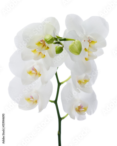 Fototapeta Naklejka Na Ścianę i Meble -  Delicate orchid branch blossoming with large white flowers isolated on white background. Blooming twig of Phalaenopsis orchid flower. Shallow depth of field.