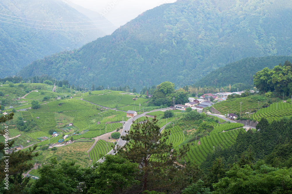 Ibi tea in Gifu prefecture / Tea plantations in the sky