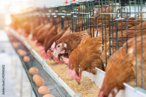 Obraz na płótnie Hen, Chicken eggs and chickens eating food in farm
