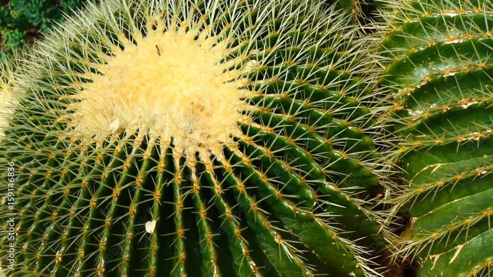 Big round Echinocactus grusonii or Golden barrel cactus zoom in, close up Big round Echinocactus grusonii or Golden barrel cactus zoom in, close up