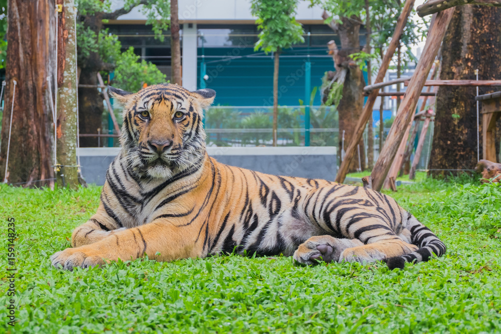 Portrait of a tiger (Panthera tigris)