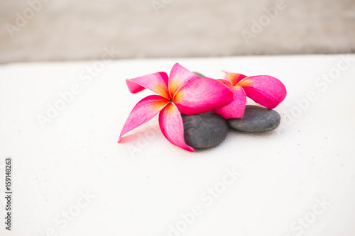 Pink Plumeria and black rock on white concrete isolated background