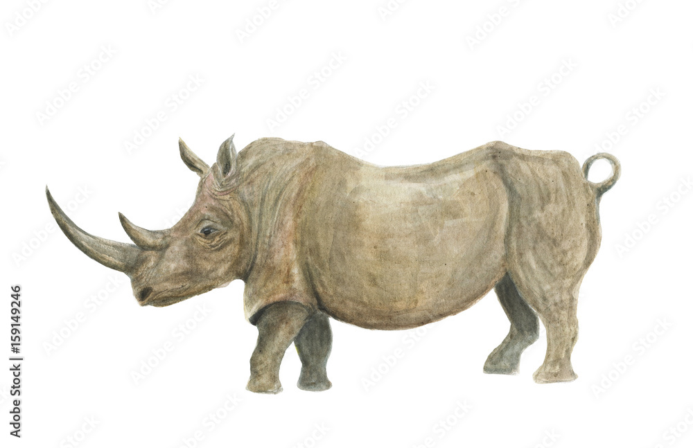 Fototapeta premium Watercolor painting rhinoceros isolated on white