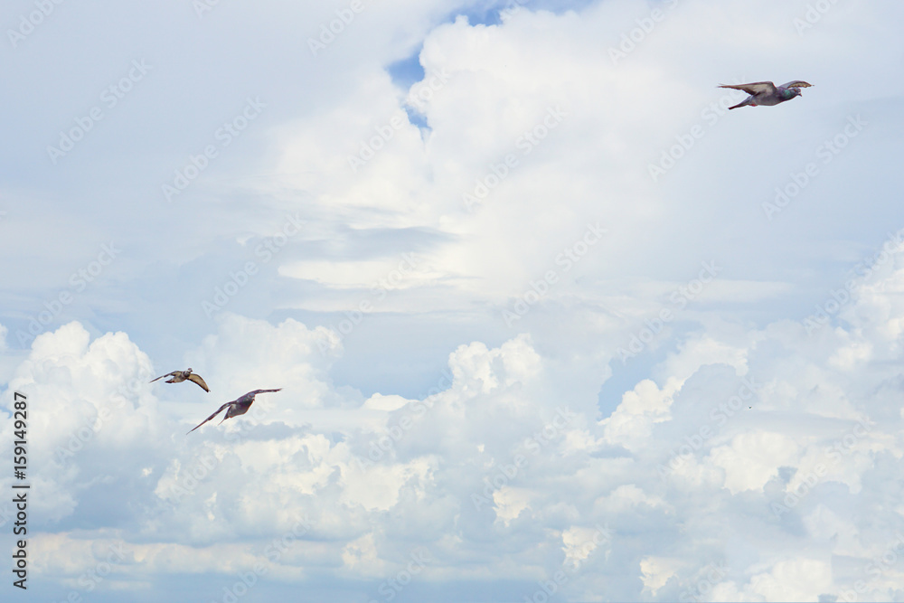 Fototapeta premium Pigeon flies in the blue sky in a sunny day.