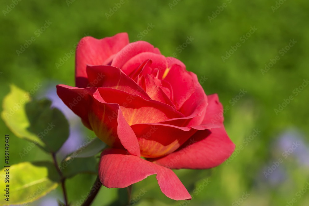 Red gorgeous blossoming rose lit by the evening sun Red gorgeous blossoming rose lit by the evening sun