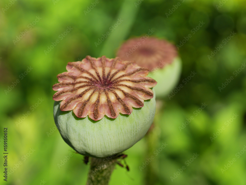 Fototapeta premium Samenkapsel türkischer Mohn