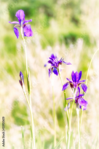 Iris sibirica, commonly known as Siberian iris or Siberian flag, growing in the meadow close to the Dnieper river in Kiev, Ukraine, under the soft morning sun