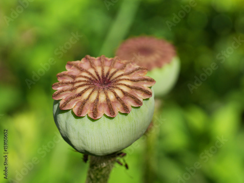 Fototapeta Naklejka Na Ścianę i Meble -  Samenkapsel türkischer Mohn