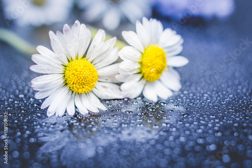 Daisy flowers reflection