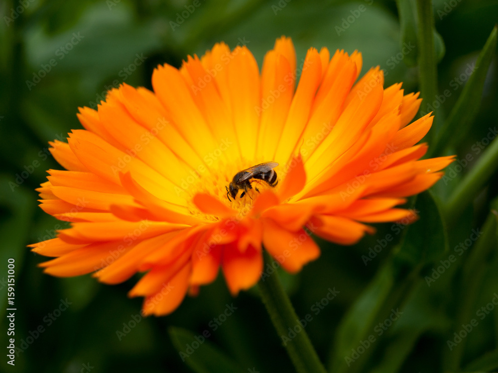 Bright Orange Flower Marigold Calendula Officinalis Bright Orange Flower Marigold Calendula Officinalis