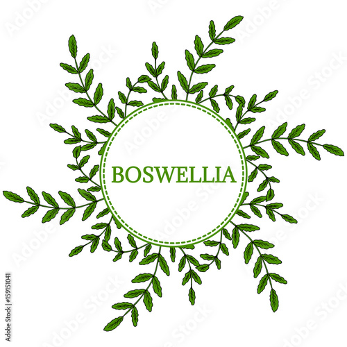 Indian Frankincense Salai or Boswellia serrata vintage illustration, round frame.Olibanum-tree (Boswellia sacra), aromatic tree. Ink hand drawn herbal illustration.