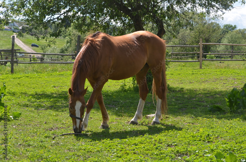 Obraz premium Horse in Yasnaya Polyana