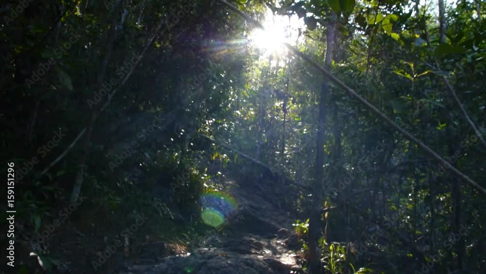 Sunlight Rays Pour Through Leaves in Rainforest Of Thailand. Slow Motion. HD, 1920x1080. Sunlight Rays Pour Through Leaves in Rainforest Of Thailand. Slow Motion. HD, 1920x1080.