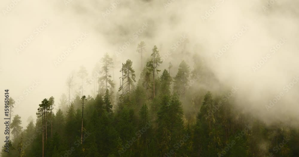 4k mountain mist rising in the morning,fog pine trees,such as wonderland.Bomi County in tibet,the largest precipitation area in China. 4k mountain mist rising in the morning,fog pine trees,such as wonderland.Bomi County in tibet,the largest precipitation area in China.
