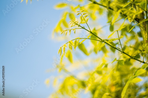 fresh young green leaves on the blue sky background