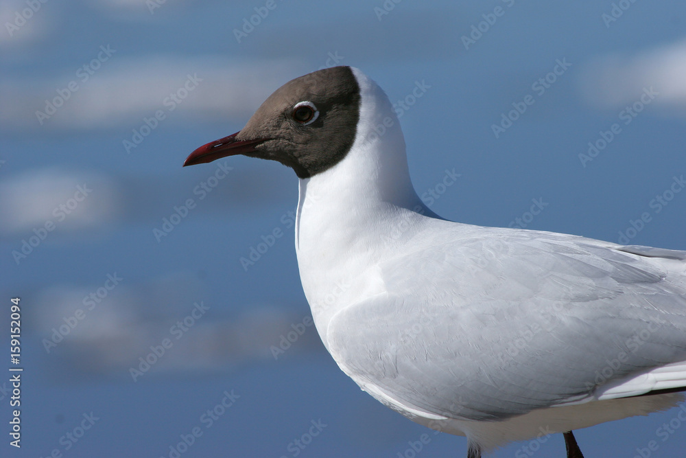 A seagull looks at an ice drift A seagull looks at an ice drift