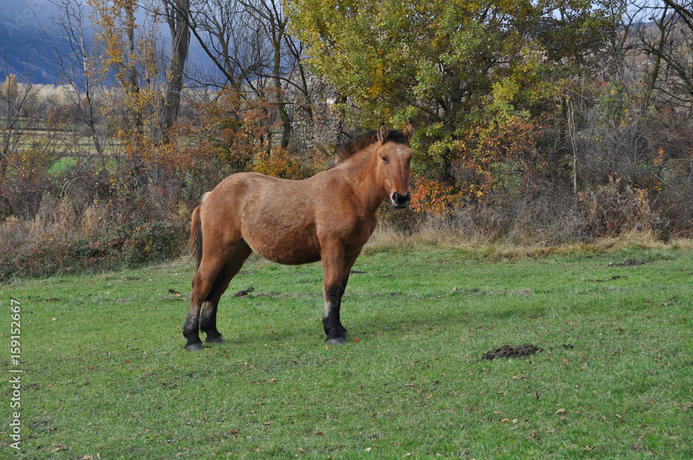 Naklejka premium Caballo13