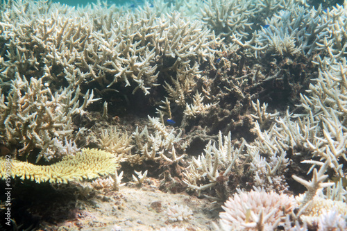 石垣の海 サンゴ礁