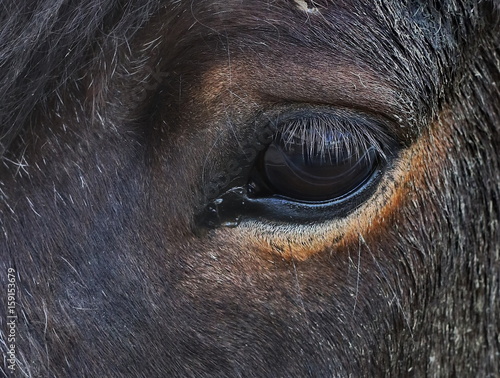 close up Icelandic horse eye