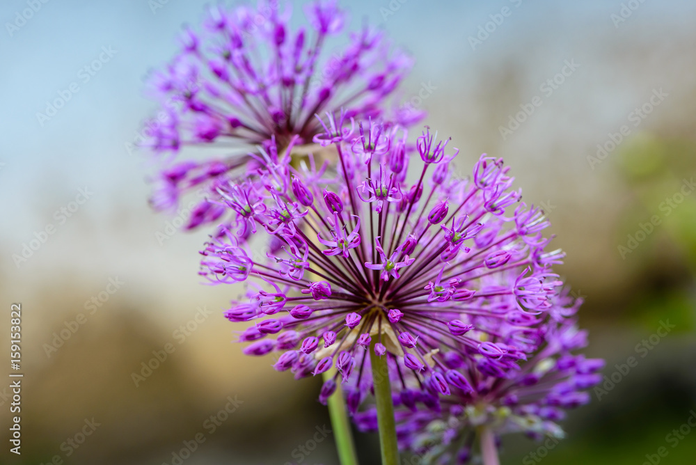 Large spherical umbrellas of wild onion Large spherical umbrellas of wild onion