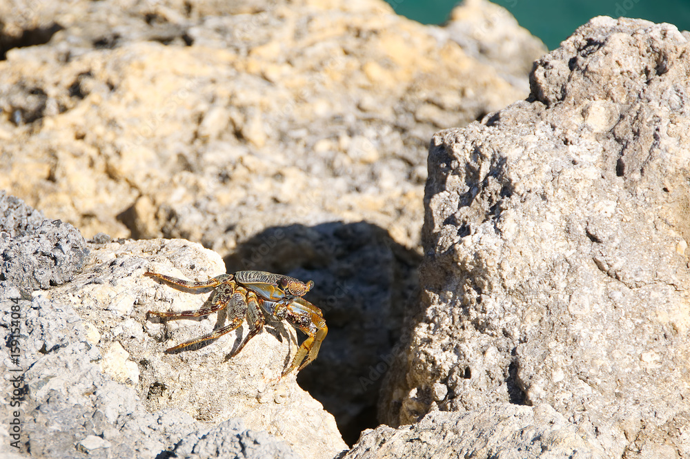 Tropical crab on a clear rock - Le Gosier - Guadeloupe Caribbean island Tropical crab on a clear rock - Le Gosier - Guadeloupe Caribbean island