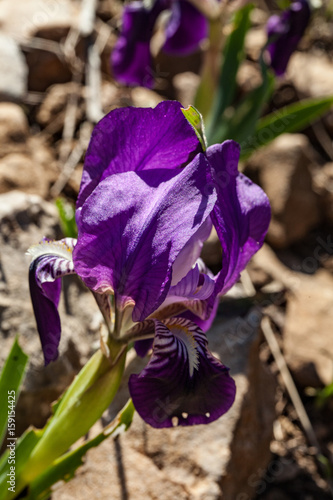 Fototapeta Naklejka Na Ścianę i Meble -  Iris nain de Provence : Iris lutescens
